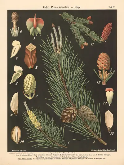 Kiefer. Pinus silvestris av Walter Müller