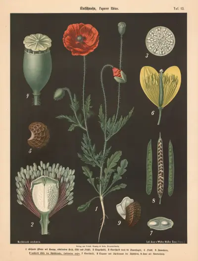 Klatschmohn, Papaver Rhöas av Walter Müller