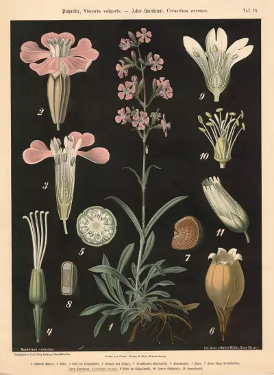 Pechnelke, Viscaria vulgaris. – Acker-Hornkraut, Cerastium arvense av Walter Müller
