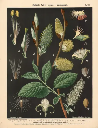 Saalweide. Salix Capræa av Walter Müller