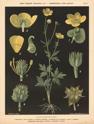 Scharfer Hahnenfuss, Ranunculus acer. – Sumpfdotterblume, Caltha palustris av Walter Müller
