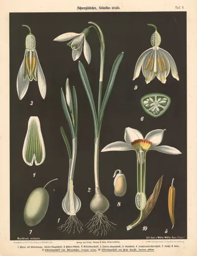 Schneeglöckschen, Galanthus nivalis av Walter Müller
