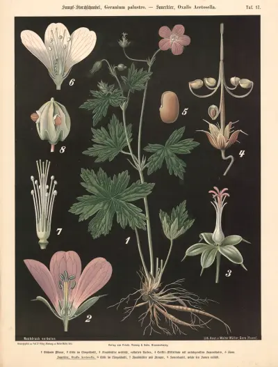 Sumpf-Storchschnabel, Geranium palustre. – Sauerklee, Oxalis Acetoselia av Walter Müller