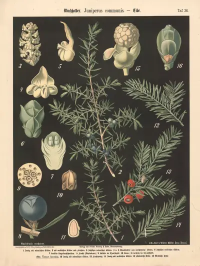 Wachholder. Juniperus communis av Walter Müller