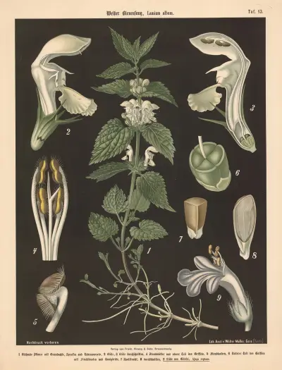 Weisser Bienenfang, Lamium album av Walter Müller