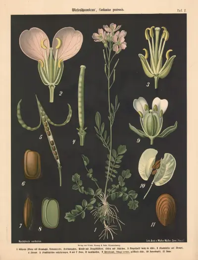 Wiesenschaumkraut, Cardamine pratensis av Walter Müller
