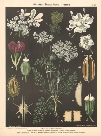 Wilde Möhre, Daucus carota av Walter Müller