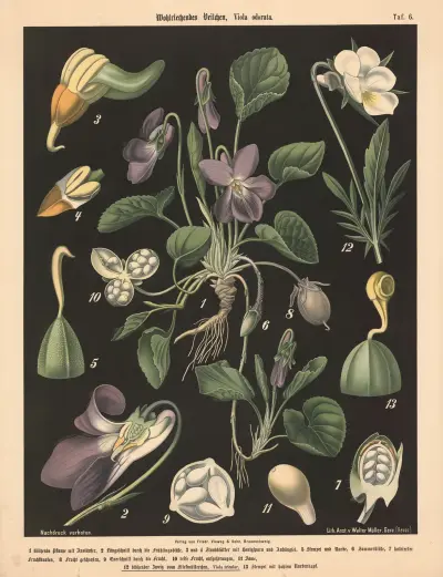 Wohlriechendes Veilchen, Viola odorata av Walter Müller