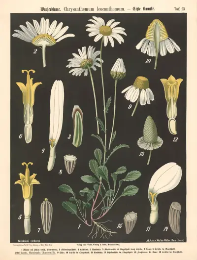 Wucherblume. Chrysanthemum leucanthemum av Walter Müller
