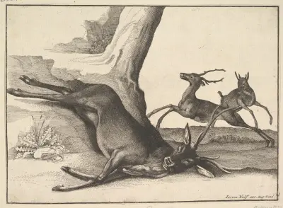 Ein toter Hirsch von Wenceslaus Hollar