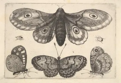Eine Motte, drei Schmetterlinge und zwei Käfer von Wenceslaus Hollar
