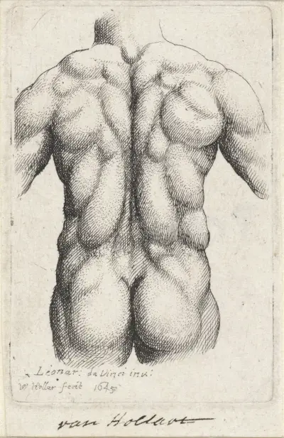 Anatomische Studie des Torsos eines Mannes von hinten gesehen (nach Leonardo da Vinci) von Wenceslaus Hollar