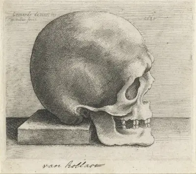 Anatomische Studie eines Schädels von Wenceslaus Hollar