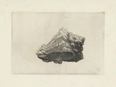 Caribbean vase (Vasum muricatum) av Wenceslaus Hollar