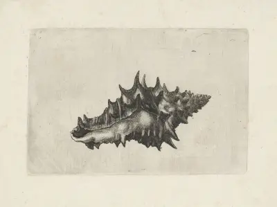 Ceramic vase (Vasum ceramicum) av Wenceslaus Hollar