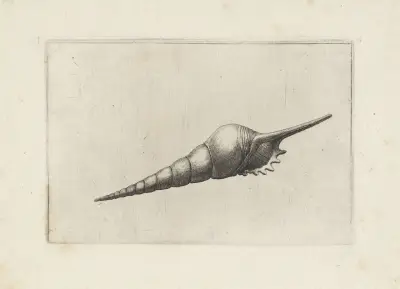 Dark-mouthed tibia (Tibia fusus melanocheilus) av Wenceslaus Hollar
