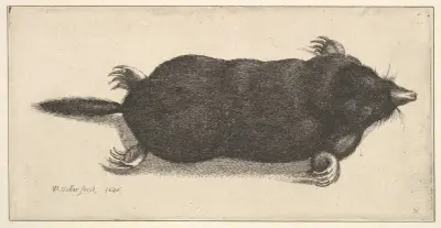 Toter Maulwurf, 1646 – Nr. 1 von Wenceslaus Hollar