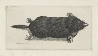 Dode mol av Wenceslaus Hollar