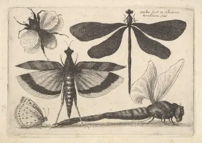 Libellen und eine Hummel von Wenceslaus Hollar
