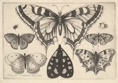 Fünf Schmetterlinge, ein Nachtfalter und zwei Käfer von Wenceslaus Hollar
