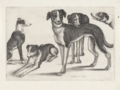 Fünf Hunde, der ganz links sitzend, der nächste liegend, die übrigen stehend von Wenceslaus Hollar