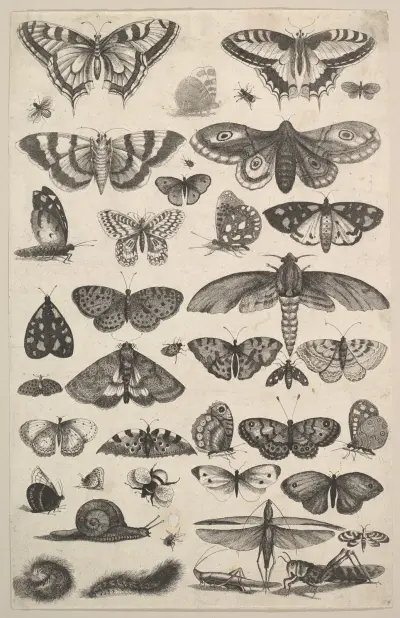 Einundvierzig Insekten, darunter Nachtfalter und Tagfalter von Wenceslaus Hollar