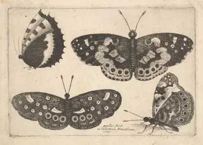 Vier Schmetterlinge von Wenceslaus Hollar