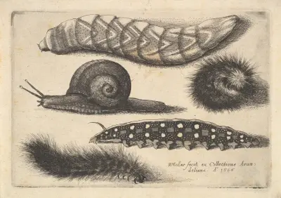 Vier Raupen und eine Schnecke von Wenceslaus Hollar