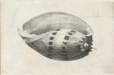 Riesenmuschel (Melo amphora) von Wenceslaus Hollar