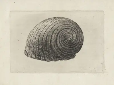 Riesentunne (Tonna galea) von Wenceslaus Hollar