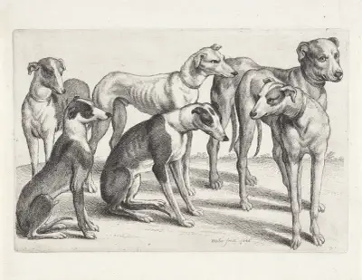 Gruppe von sechs Hunden auf einem Feld von Wenceslaus Hollar