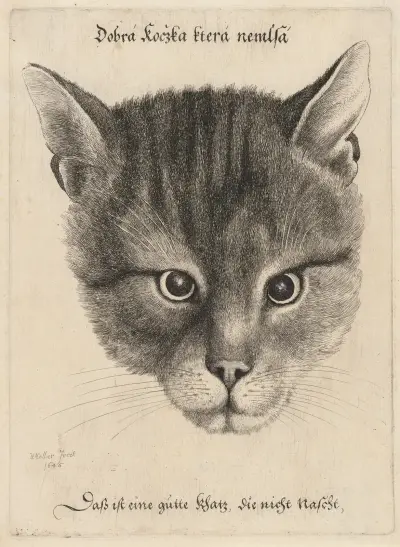 Katzenkopf von Wenceslaus Hollar