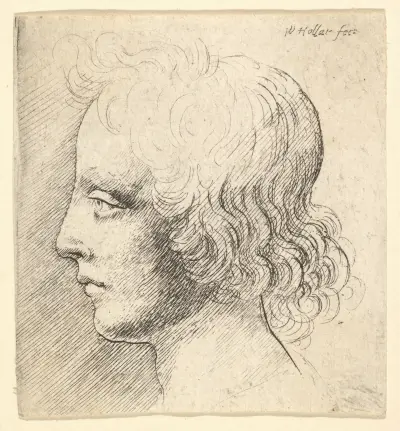 Kopf eines jungen Mannes von Wenceslaus Hollar