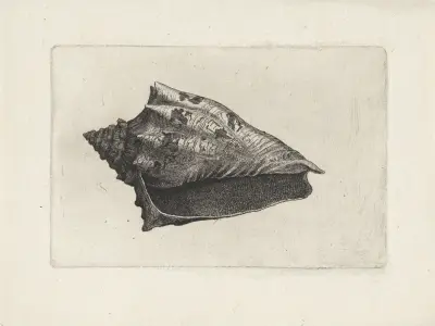 Hebräische Volute (Voluta ebraea) von Wenceslaus Hollar
