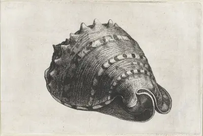 Gehörnter Helm (Cassis cornuta) von Wenceslaus Hollar