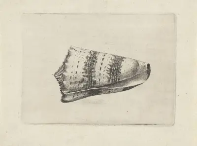 Kaiserliche Kegelschnecke (Conus imperialis) von Wenceslaus Hollar