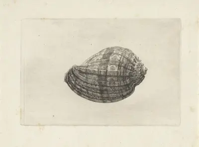 Große Harfenschnecke (Harpa major) von Wenceslaus Hollar