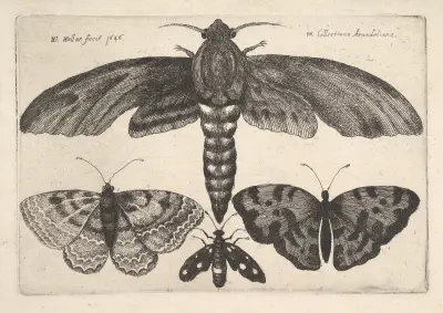 Motte und drei Schmetterlinge von Wenceslaus Hollar