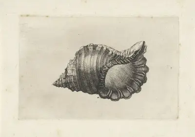Neapolitanische Tritonschnecke (Cymatium parthenopeum) von Wenceslaus Hollar