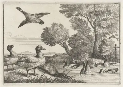 Neun Enten in verschiedenen Posen in einer Flusslandschaft mit Weiden von Wenceslaus Hollar