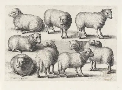 Neun Schafe auf einem Feld von Wenceslaus Hollar
