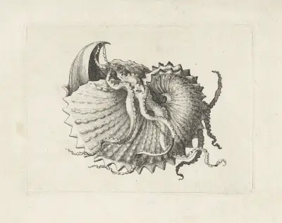 Nodose Papiernautilus (Argonauta nodosa) von Wenceslaus Hollar