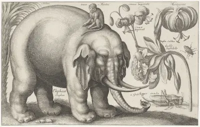 Elefant, Affe, Blumen und Insekten von Wenceslaus Hollar
