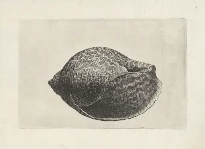 Pazifische Rebhuhn-Schnecke (Tonna perdix) von Wenceslaus Hollar
