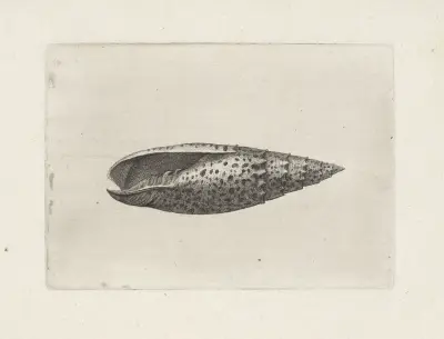 Päpstliche Mitra (Mitra papalis) von Wenceslaus Hollar