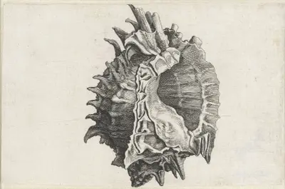 Rosa Mund Murex (Phyllonotus erythrostomus) von Wenceslaus Hollar