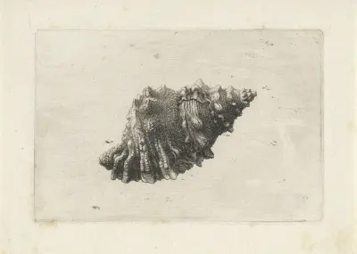 Rötliche Froschmuschel (Bursa rubeta) von Wenceslaus Hollar