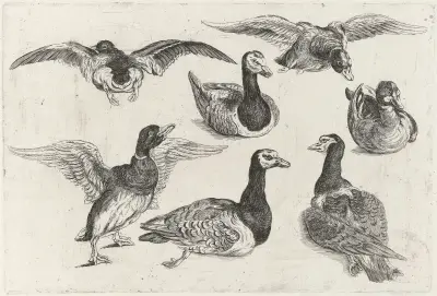 Sieben Enten von Wenceslaus Hollar