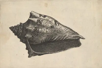 Schnecke; Hebräische Volute von Wenceslaus Hollar