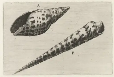 Gehäuse der Kardinalsmitra (Mitra cardinalis) (A) und der Pfriemschnecke (Terebra subulata) (B) von Wenceslaus Hollar